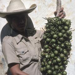 Edible Acrocomia palm fruits, Purificación