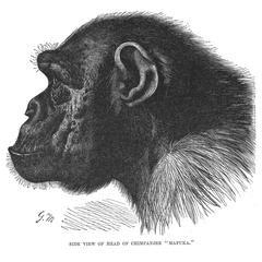 Head of Chimpanzee "Mafuka."