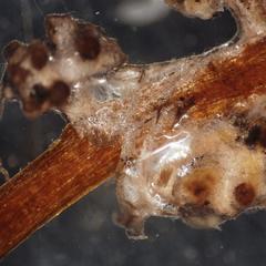 Ectomycorryzae of pine view of external hyphae