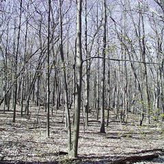 Maple saplings in Wingra Woods