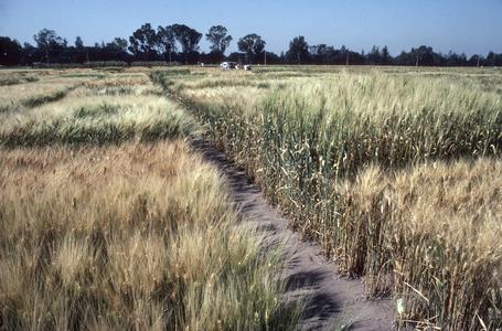 CIMMYT wheat and barley plots, El Baton