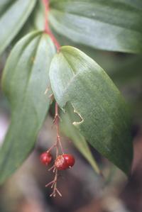 Smilacina with fruits,  in cloud forest above Ixmal