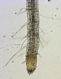 Grass seedling root - view of root hairs