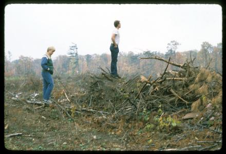 Blow-down, the aftermath of a natural wind disturbance in a northern forest