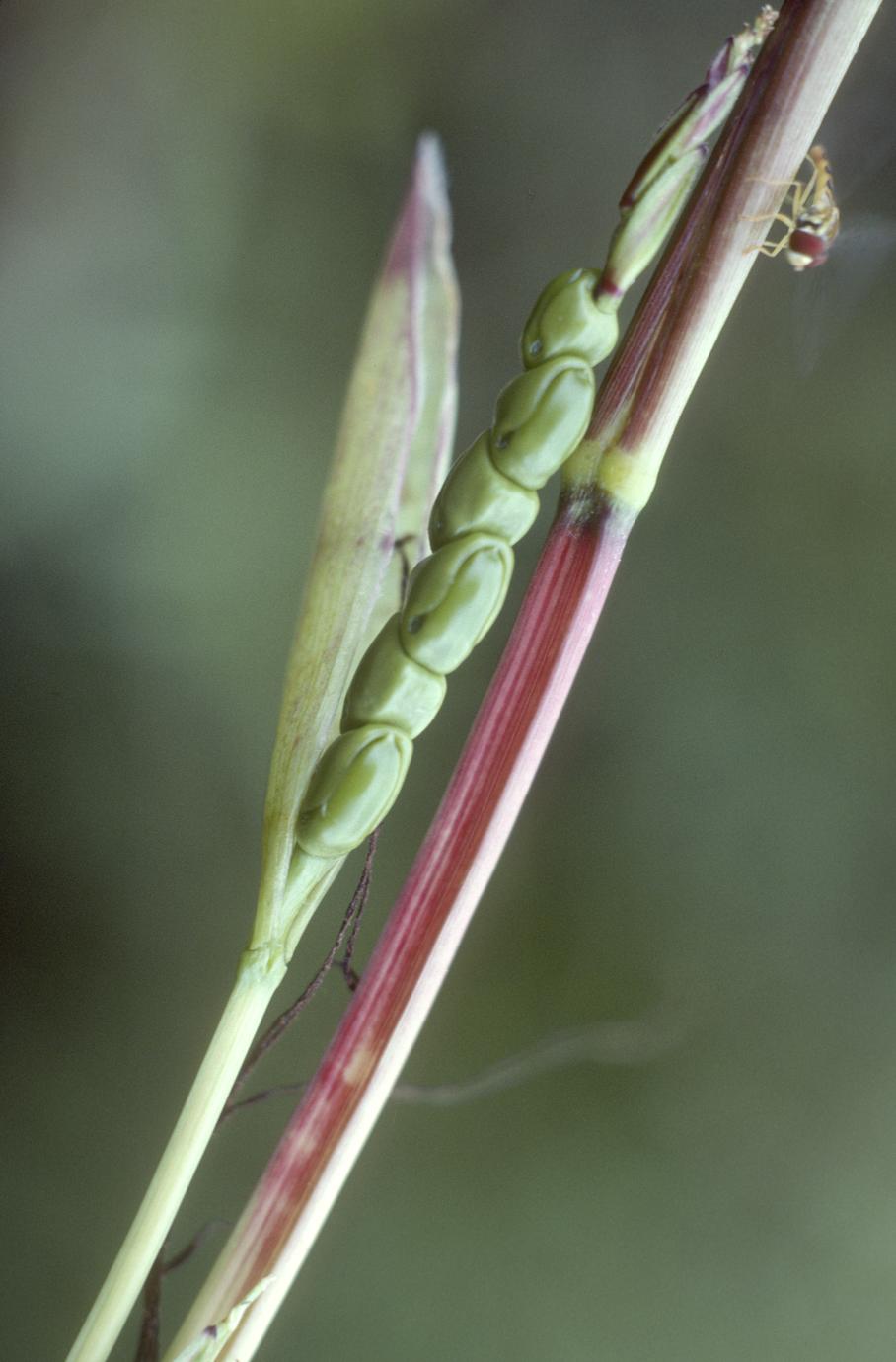 Closeup of female spike of Zea perennis teosinte