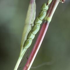 Closeup of female spike of Zea perennis teosinte