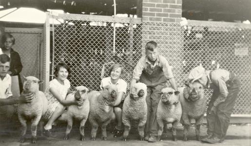 4-H kids with lambs
