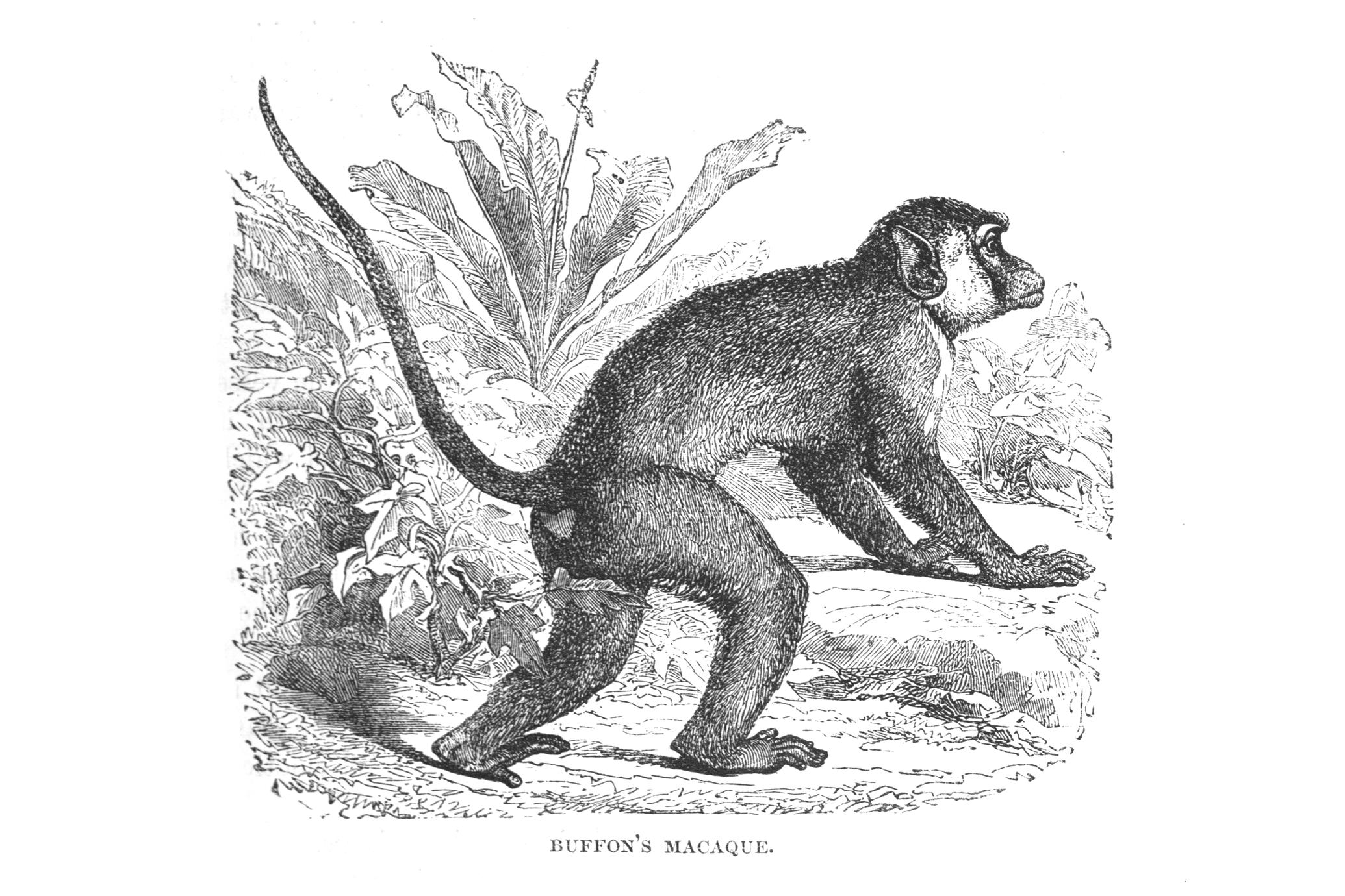 Buffon's Macaque