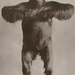 Carl Akeley Taxidermed Gorilla