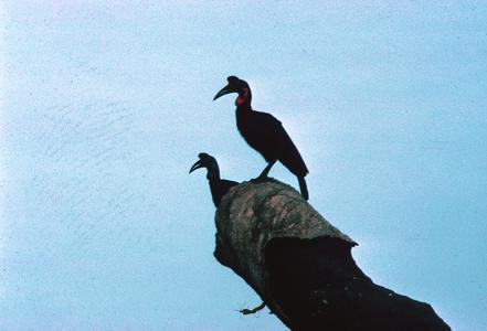 Male and Female Black-Casqued Hornbills