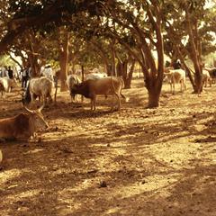 N'dama Cattle at a Slaughter House