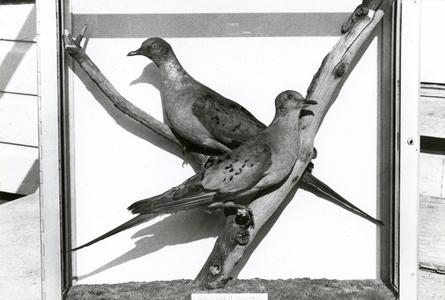Passenger pigeons