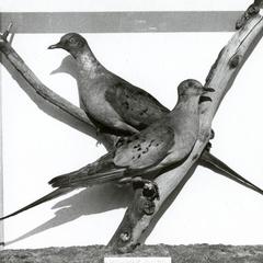 Passenger pigeons