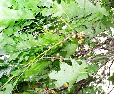 Bough with immature acorns of northern red oak