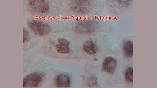 Telophase from a Narcissus root squash