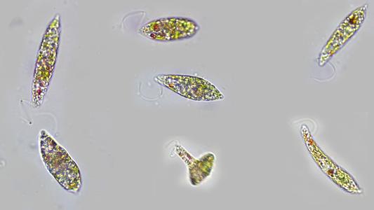 Euglena - a composite of different views of the same cell - 100x objective DIC illumination
