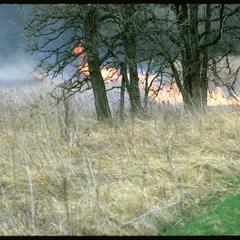 Fire and savanna oaks; spring burn, Curtis Prairie, University of Wisconsin Arboretum