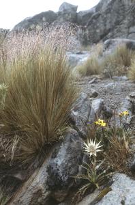 Deschampsia  grass and Eryngium, Cofre de Perote