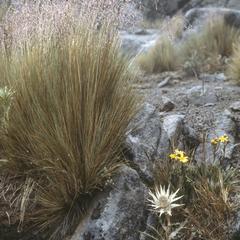 Deschampsia  grass and Eryngium, Cofre de Perote