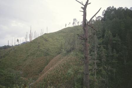 Corn fields and cutover cloud forest, near Jama