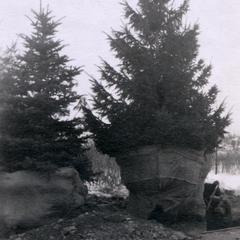 White spruce being moved to Arboretum