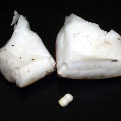 Dissected coconut with endosperm and embryo separated