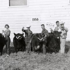 Young people with cows, 1956 Wisconsin Livestock Breeders Association Show