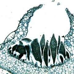 Cross section through thallus of a Marchantia gametophyte showing a gemmae cup