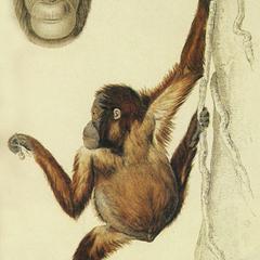 Sumatran Orangutan Print