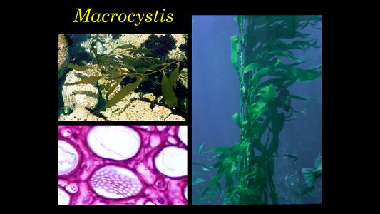 Composite of the kelp, Macrocystis
