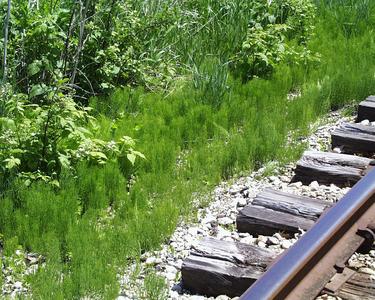 Equisetum laevigatum growing along a railroad