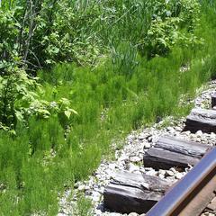 Equisetum laevigatum growing along a railroad