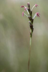 Hilaria grass in flower