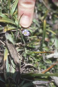 Tiny gentian flower, Sierra de los Cuchumatanes
