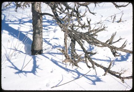 Bur oak branches in snow, Grady Tract, University of Wisconsin Arboretum