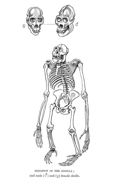 Skeleton of Female Gorilla - UWDC - UW-Madison Libraries