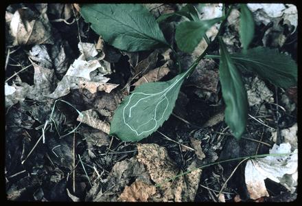 Leaf miner in Solidago ulmifolia