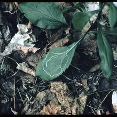 Leaf miner in Solidago ulmifolia