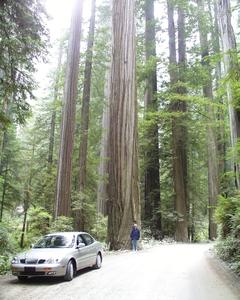 Coastal redwoods in Jebediah Smith Park with Bonnie standing by a large tree along the road