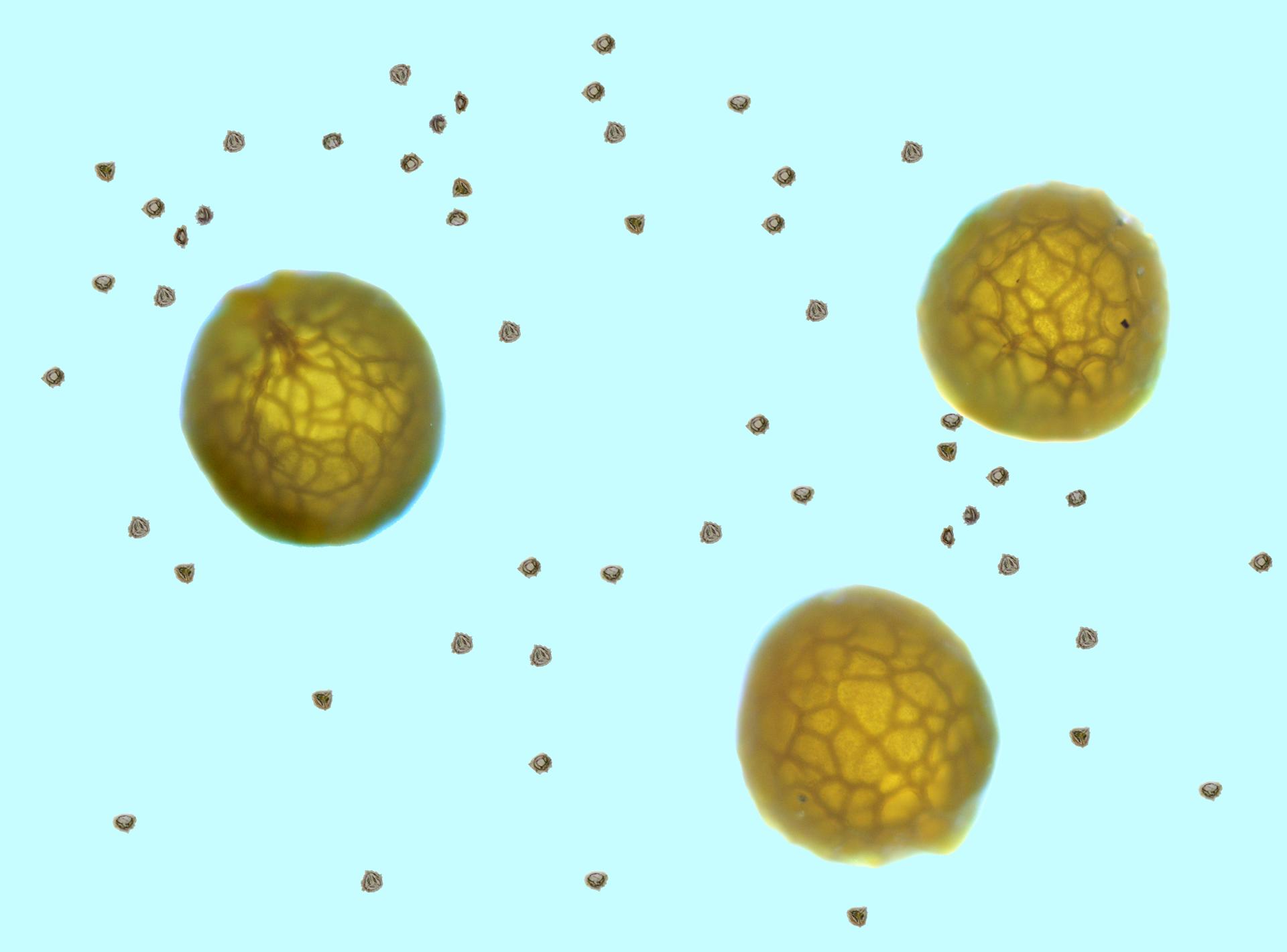 Pine pollen - 40x objective - UWDC - UW-Madison Libraries