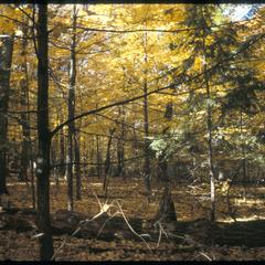 Hemlock and sugar maple under red oak in Wingra Woods, University of Wisconsin–Madison Arboretum