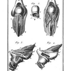 Poche Osseuse de la Gorge de L' Alouate (Female howler monkey hyoid bone)