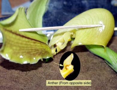 Floral dissection with longitudinal section view of anther of an exotic ladies slipper orchid