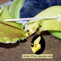 Floral dissection with longitudinal section view of anther of an exotic ladies slipper orchid