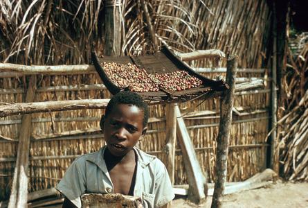 Young Boy with Drying Coffee Beans