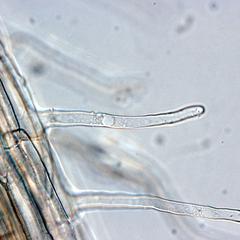 Grass seedling root - root hair - 60x DIC objective