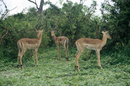 Three Impala at Chobe National Park