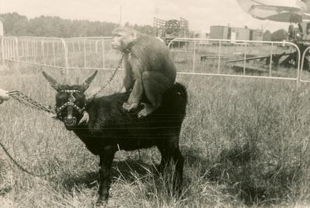 Monkey riding on the back of a goat