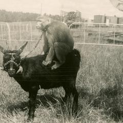 Monkey riding on the back of a goat