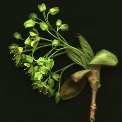 Acer platanoides inflorescence on young growth